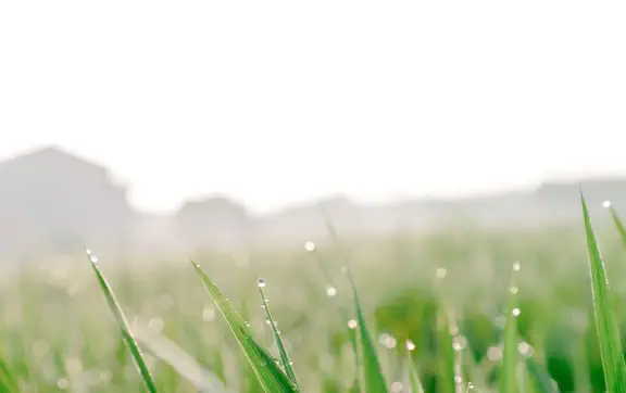 Под влиянием дождя зёрна риса прорастают ощутимо быстрее, чем при его отсутствии.