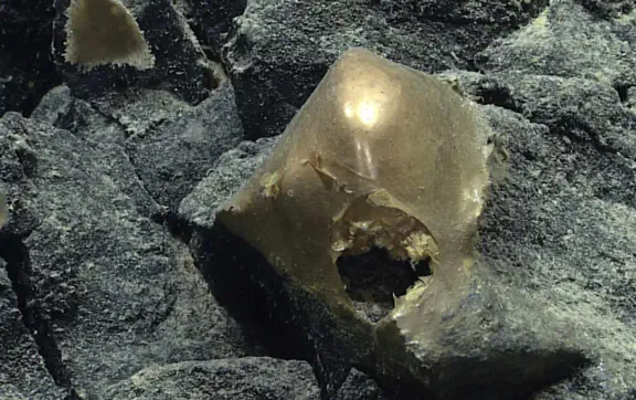 ученые исследования океан 