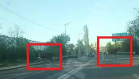 Навесні дикі тварини можуть виходити ближче до міста у пошуках їжі або через зміну середовища проживання