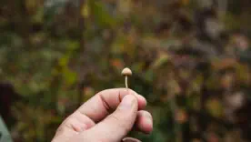 Эффективные лекарства против хронической депрессии: исследование свойств псилоцибина