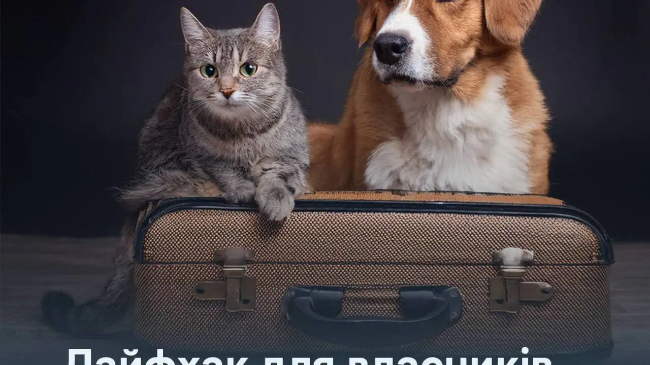 Планируете лето за границей с собакой или кошкой? Почему документы нужно готовить уже сейчас