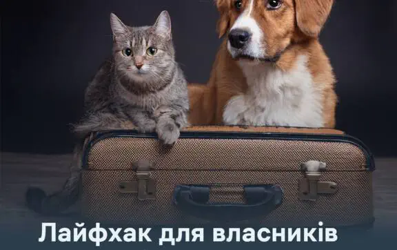 Планируете лето за границей с собакой или кошкой? Почему документы нужно готовить уже сейчас