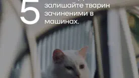 Как защитить домашних животных от жары/Фото: КГГА