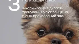 Как защитить домашних животных от жары/Фото: КГГА