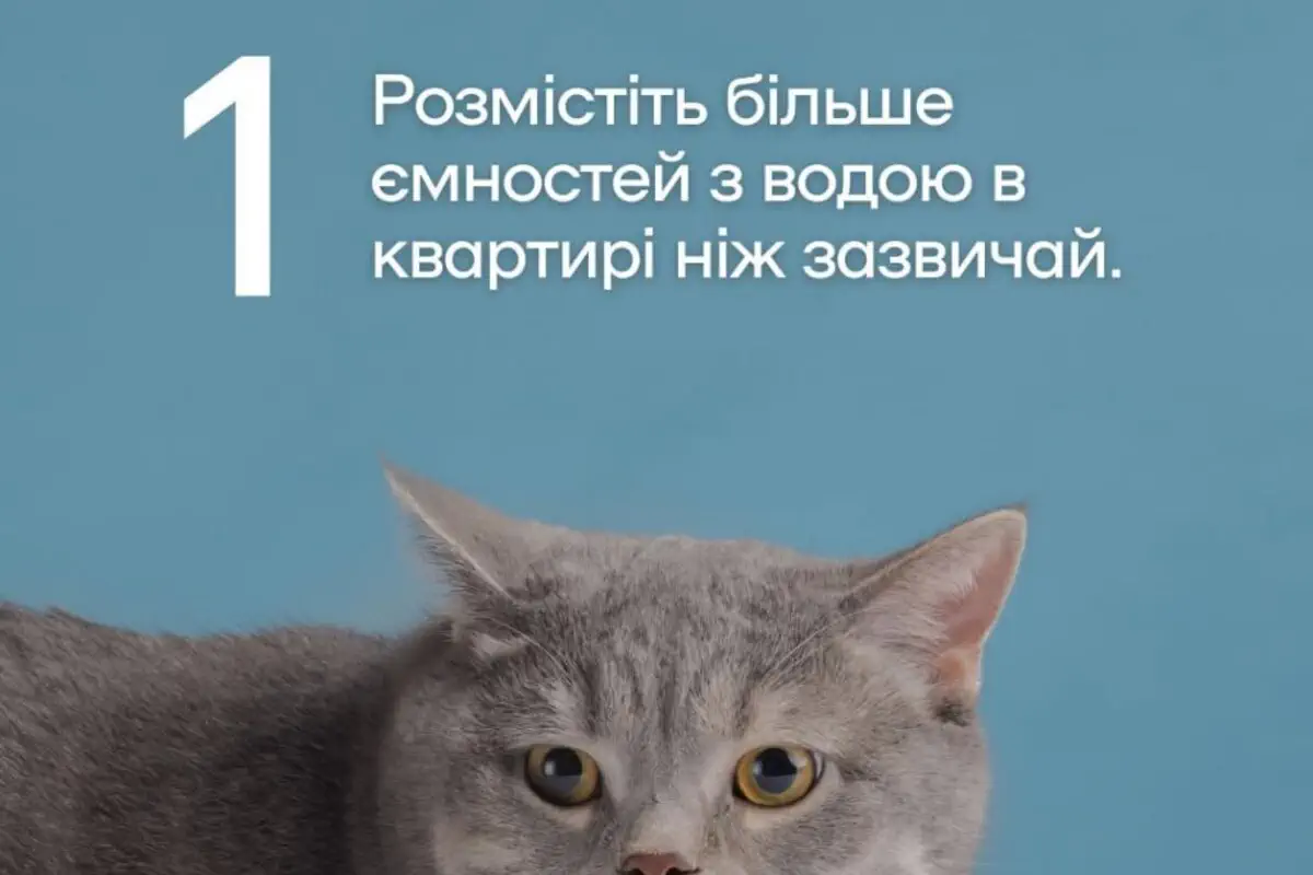 Как защитить домашних животных от жары/Фото: КГГА