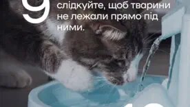 Как защитить домашних животных от жары/Фото: КГГА