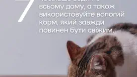 Как защитить домашних животных от жары/Фото: КГГА