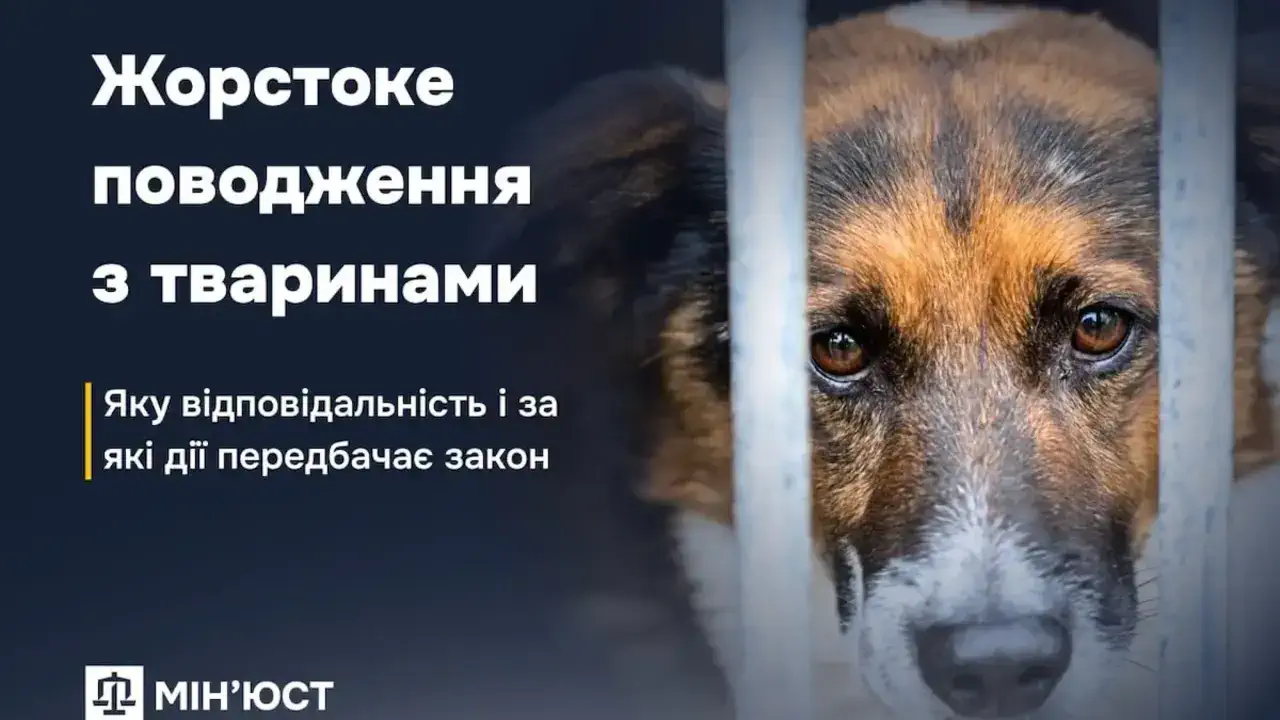 Що робити, якщо ви стали свідком знущання з тварини, та як працює покарання "на практиці"