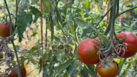 Догляд за городом: як правильно підживити калійною селітрою та йодом
