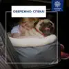 Як безпечно перевозити дітей та тварин в авто влітку: поради водіям