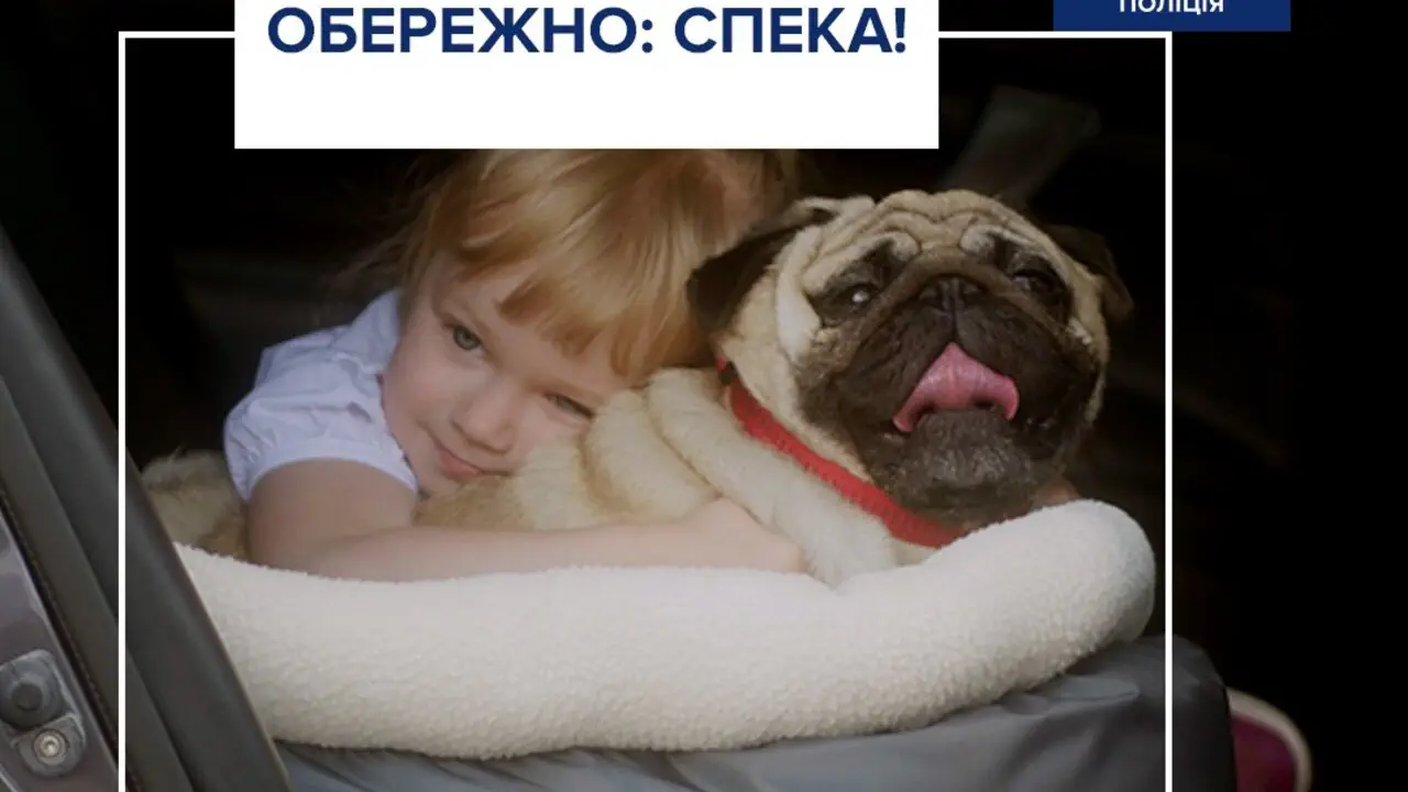 Як безпечно перевозити дітей та тварин в авто влітку: поради водіям
