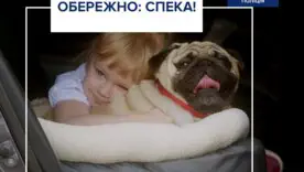Как безопасно перевозить детей и животных в авто летом: советы водителям