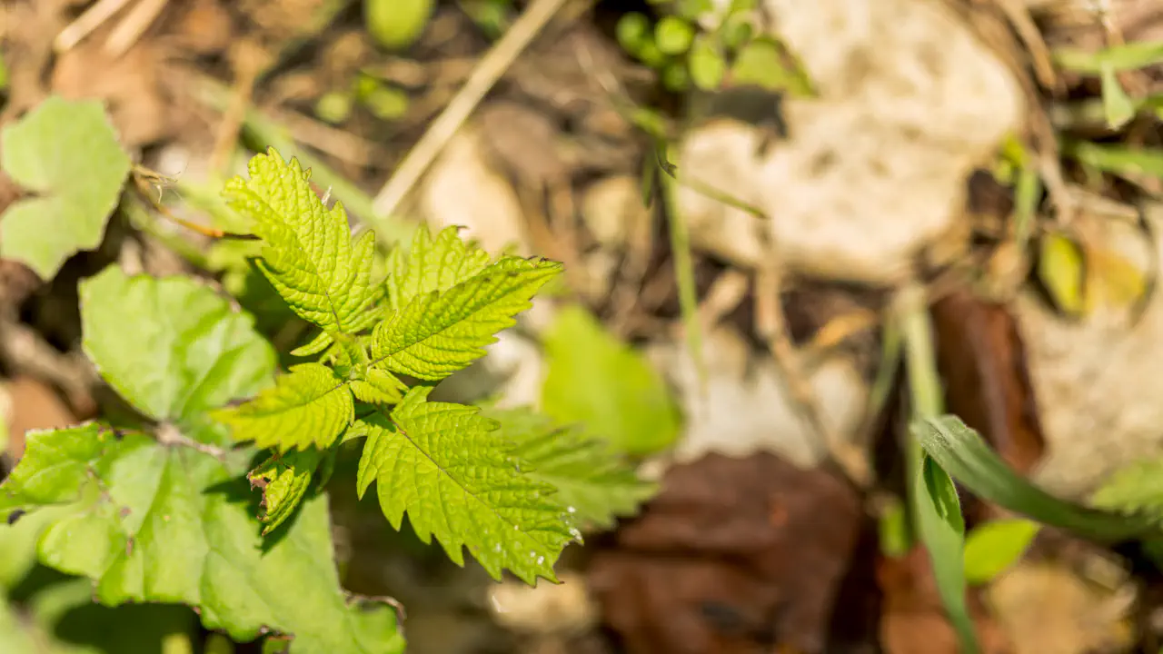 Удобрение из крапивы творит чудеса: как приготовить подкормку для рекордного урожая