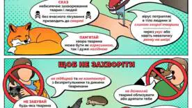 Как распознать бешенство у животных и защитить ребенка