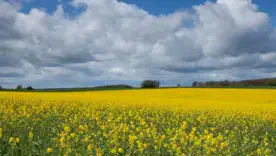 Где жара до +35°C, а кому готовить зонтики: прогноз погоды в Украине на 26 июня
