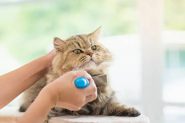 Вычёсывание кота/Фото: pexels