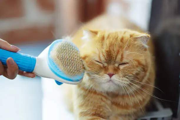 Вычёсывание кота/Фото: pexels