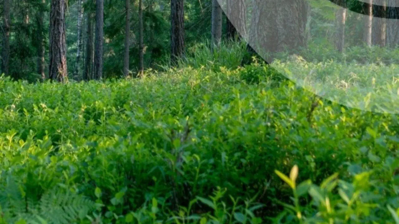 На кордоні з Румунією утворилися величезні черги: люди годинами стоять під палючим сонцем