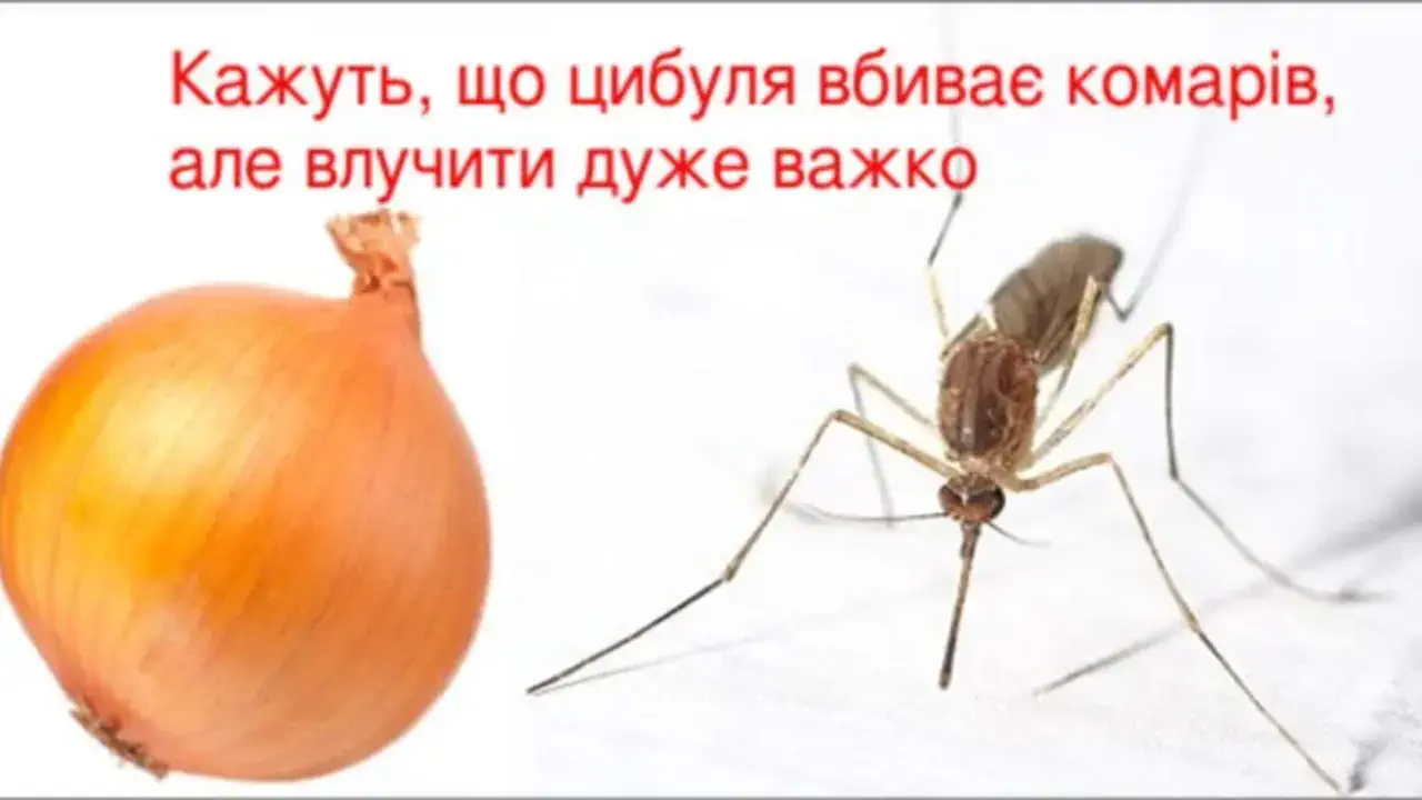 Как избавиться от комаров летом