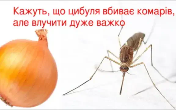 Как избавиться от комаров летом