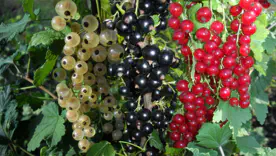 користь смородини різні види 