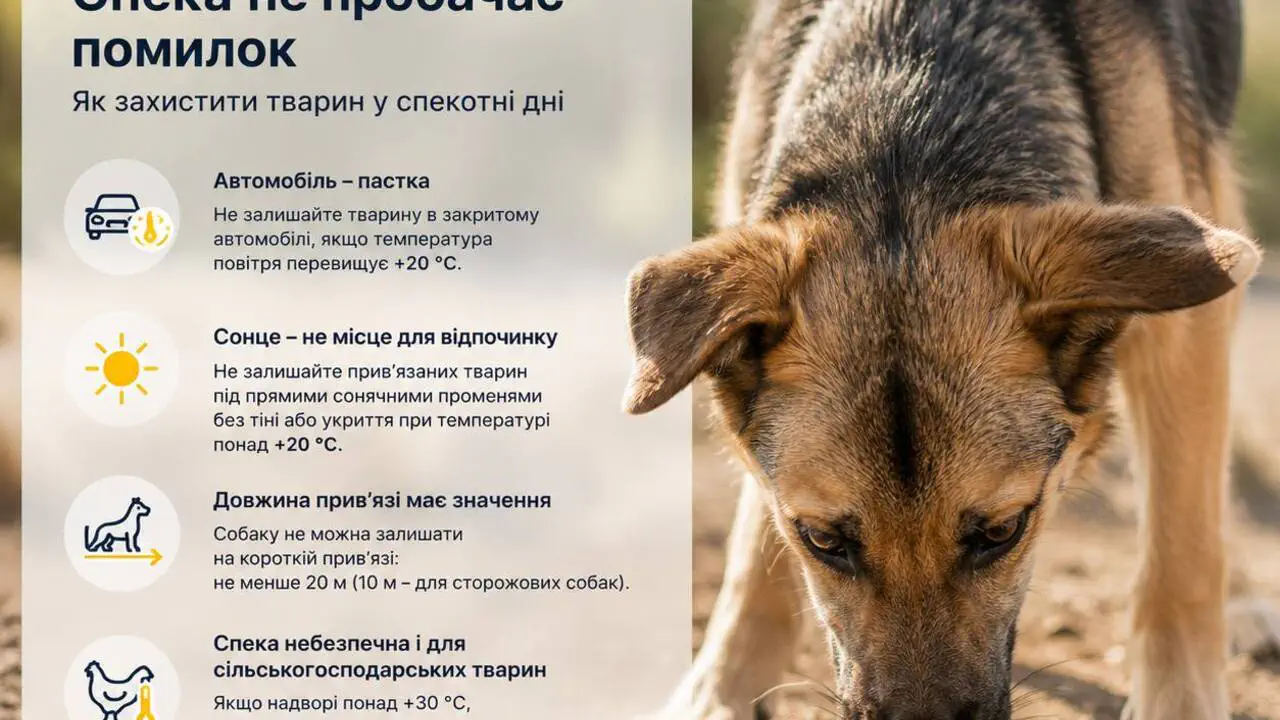 Вода, тень и выгул утром: как помочь животным пережить летнюю жару