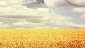 На Київщину йдуть грози, град і шквали, але зберігається надзвичайний рівень пожежної небезпеки
