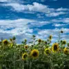 Від +17 до +31°C і ризик пожеж: синоптики попередили про атмосферний фронт та погоду 2 вересня