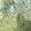 5–9 сентября погода будет переменчивой — ожидаются дожди и похолодание