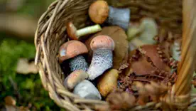 Збирати, купувати чи готувати: головні правила безпеки при споживанні грибів