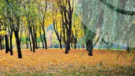 Пил у 5 містах Київщини та теплі +23°: ситуація в регіоні на 8 жовтня