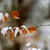 Мокрый снег и 0°С уже через несколько дней: синоптики назвали дату резкого похолодания