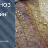 Дожди накроют часть Украины: прогноз погоды на 31 октября