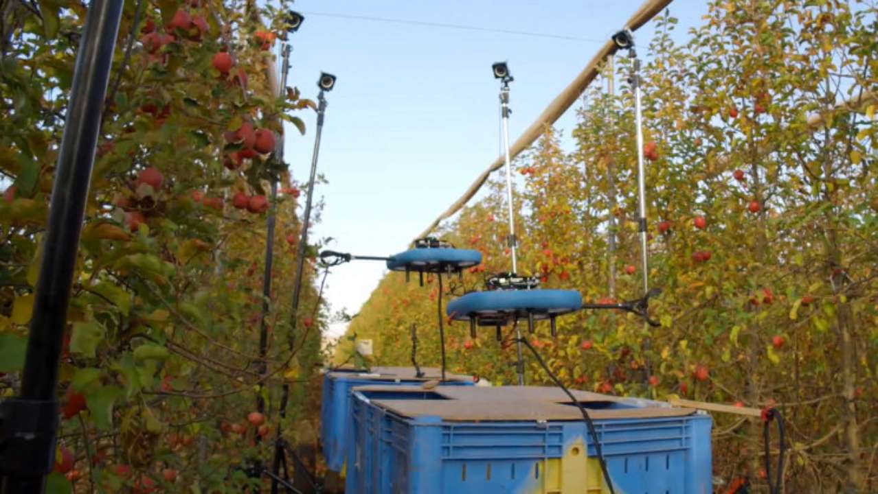 В Израиле робот собирает фрукты