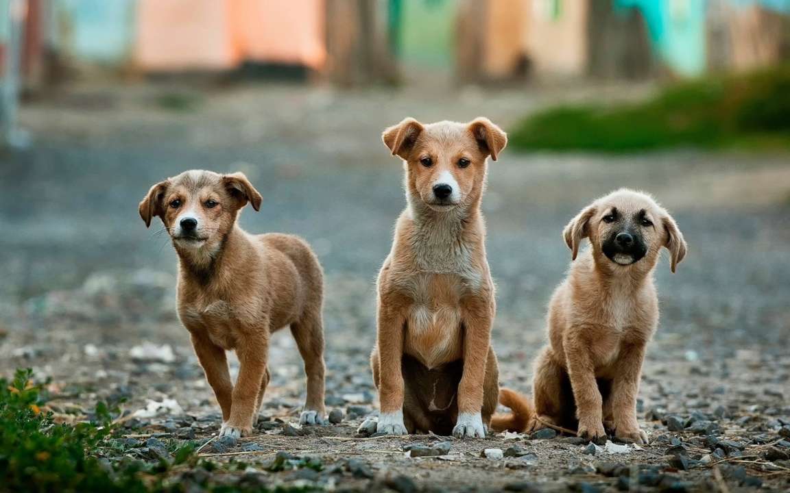 Фото: Unsplash/Автор - Anoir Chafik У Білгород-Дністровському шкуродер стріляв по собаках "заради розваги"