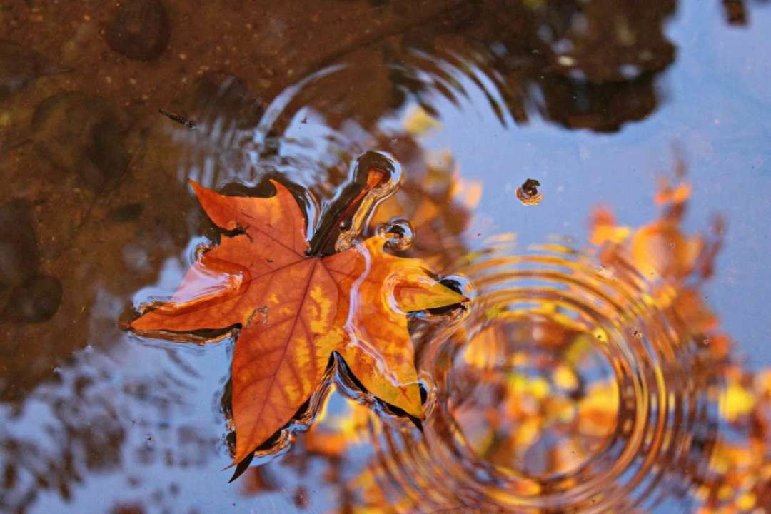 народные приметы на 4 ноября/Фото: pixabay.com Удачный день для свадьбы: народные приметы на 4 ноября