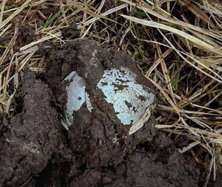 ГСЧС рассказала об опасных мячиках / Фото: ГСЧС ГСЧС рассказала об опасных мячиках / Фото: ГСЧС