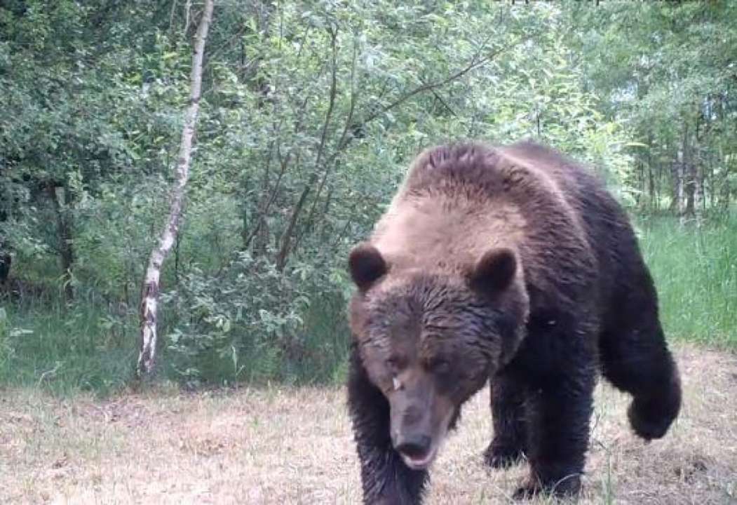 У Чорнобилі величезний бурий ведмідь поласував оленем та яблуками. Фото