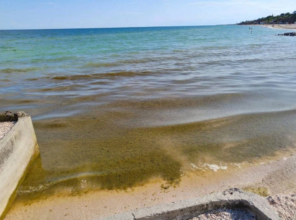 Азовське море позеленіло. Фото: РІА Мелітополь Азовське море як болото