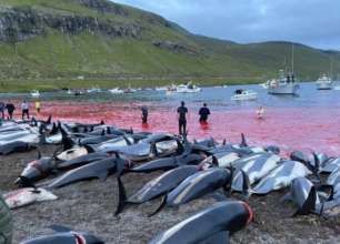 Фото: Sea Shepherd Вода стала красной от крови: на Фарерских островах охотники убили 1500 дельфинов