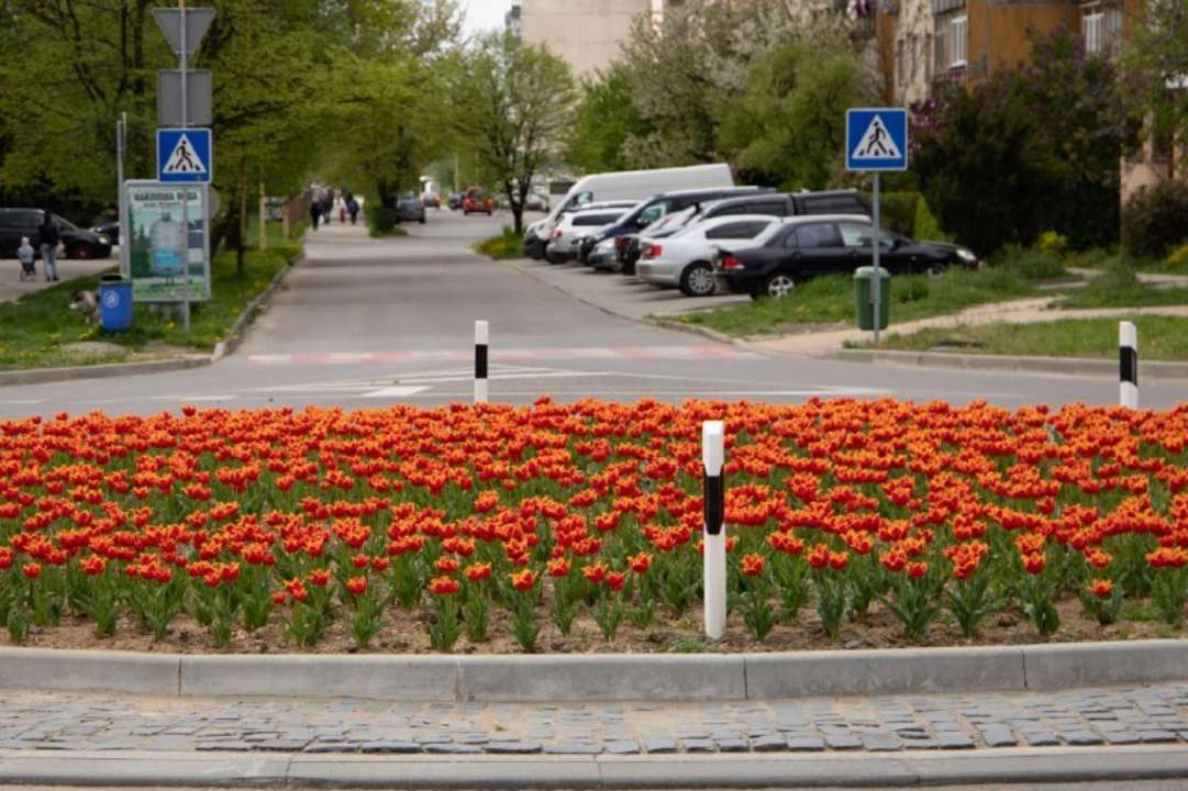 Не только сакуры и магнолии: в Сети показали расцветшие улицы Ужгорода