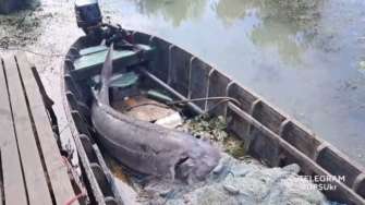 Браконьєри вбили червонокнижну рибу/Фото: скрін відео ДПСУ Занесена до Червоної книги: браконьєри вбили 125-кілограмову білугу