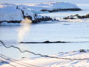 фото: facebook @AntarcticCenter украинским полярникам посчастливилось встретиться с горбатыми китами