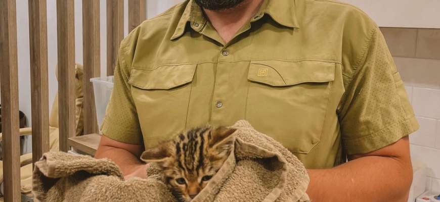 На Одещині врятували дитинчат європейського лісового кота/Фото: Instagram/Автор: vet.crew vet.crew