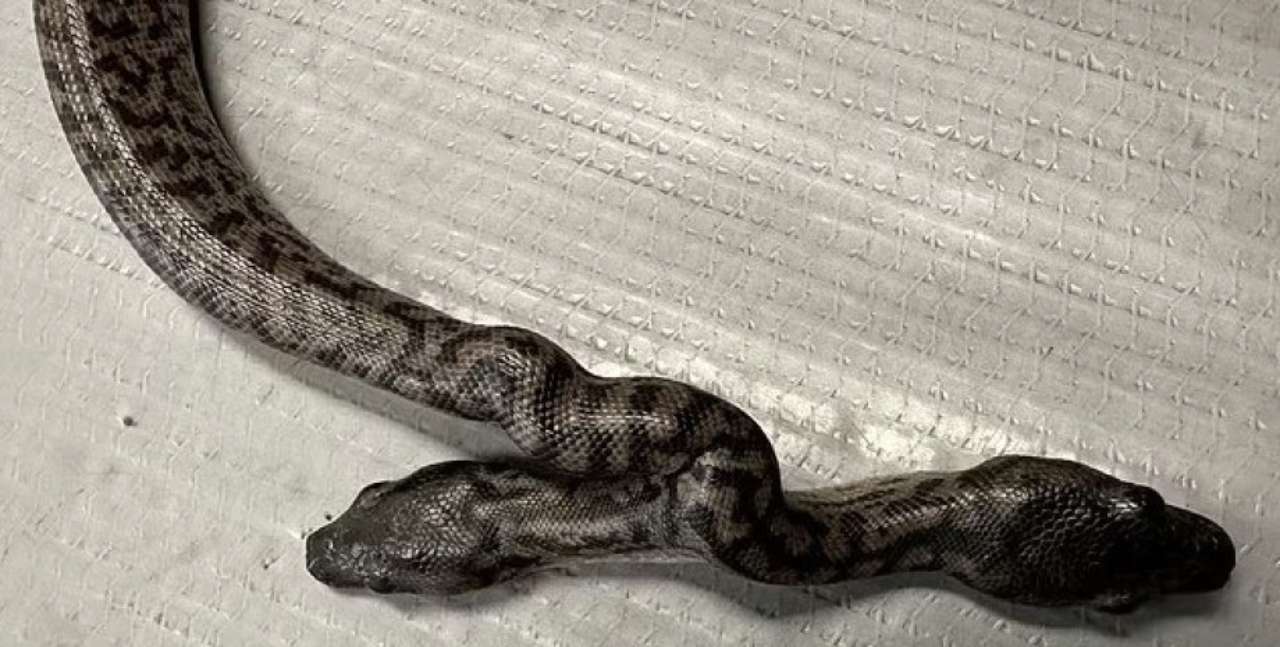 В Австралии родился двуглавый питон/Фото: The Unusual Pet Vets В Австралии родился двуглавый питон/Фото: The Unusual Pet Vets