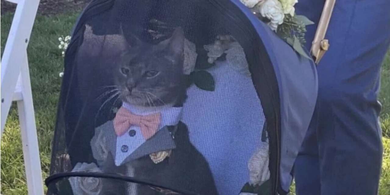 Кот