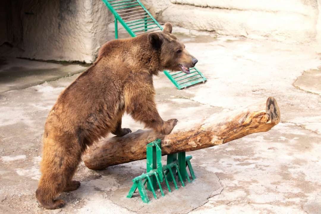 Поход в зоопарк превратился в ужас: женщина сбросила ребенка в вольер к медведю