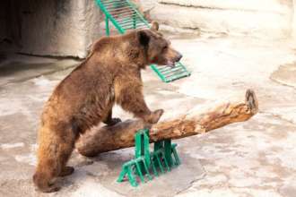 Женщина сбросила маленького ребенка в вольер к медведю/Фото: Tashkent Zoo Official Поход в зоопарк превратился в ужас: женщина сбросила ребенка в вольер к медведю