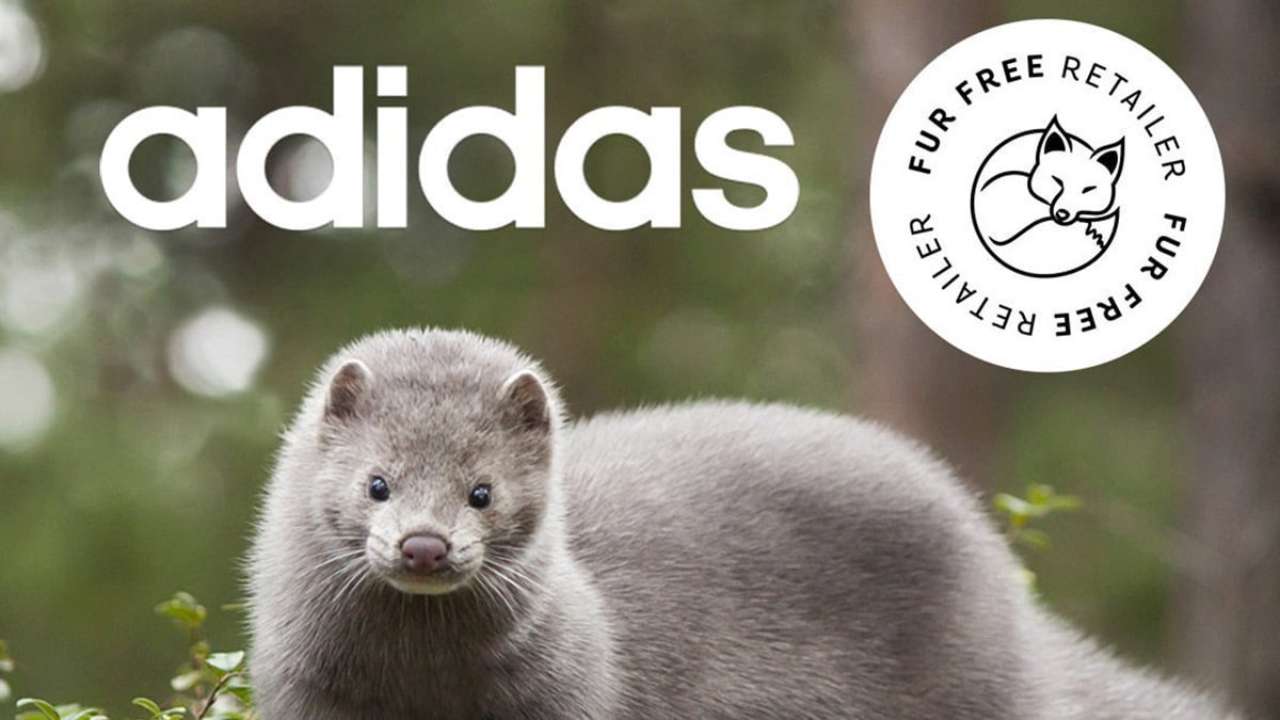 (Фото: з відкритих джерел / Автор - невідомий) Гуманний Adidas: компанія відмовилася від використання натурального хутра