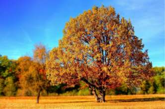Фото: Pixabay Лес
